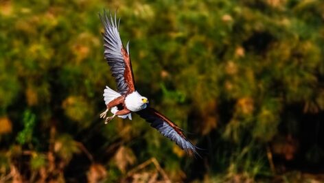 تصویر پس زمینه پرواز عقاب روی دریاچه نایواشا