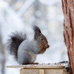 تصویر پس زمینه سنجاب خاکستری در فصل زمستان