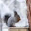 تصویر پس زمینه سنجاب خاکستری در فصل زمستان