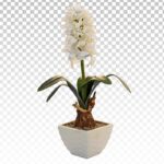 تصویر PNG گل سنبل سفید