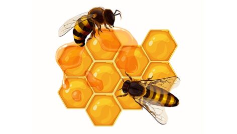وکتور تصویرسازی زنبور عسل و کندو عسل