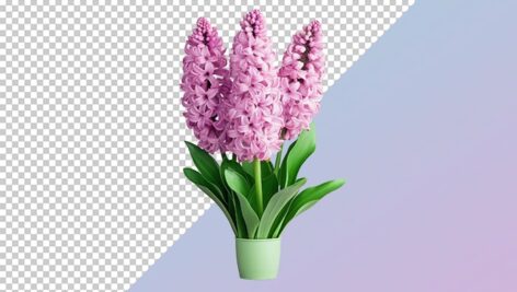 تصویر PNG گل سنبل صورتی