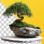 تصویر PNG درخت بونسای روی سنگ