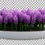 تصویر PNG مجموعه گل سنبل