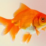 تصویر PNG کلوزآپ ماهی قرمز عید و نوروز