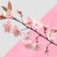 تصویر PNG نمای بالا شکوفه درخت گیلاس