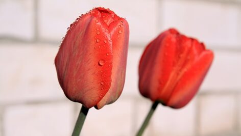 تصویر کلوزآپ گل لاله قرمز