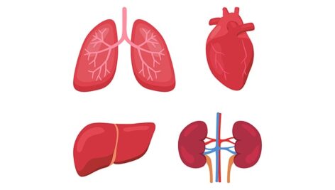وکتور آناتومی اندام داخلی شامل ریه ، قلب ، کبد و کلیه