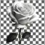 تصویر PNG گل رز سفید