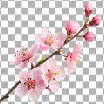 تصویر PNG شاخه درخت با شکوفه صورتی