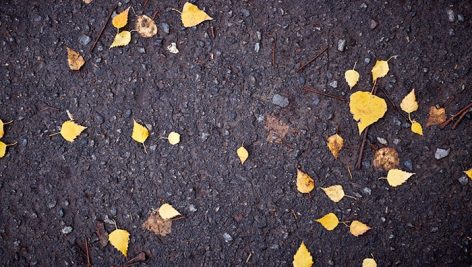 تصویر مجموعه برگ درخت پاییز روی زمین