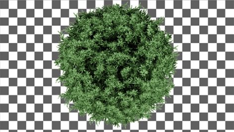 top view shrub grass 3d rendering Top