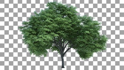 تصویر PNG درخت سبز طرح سه بعدی