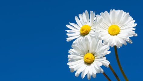 تصویر گل بابونه از نمای نزدیک