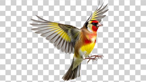 تصویر PNG پرنده سهره در حال پرواز