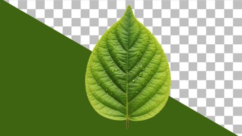 دانلود فایل PNG برگ سبز طبیعی با کیفیت عالی و بدون پس‌ زمینه