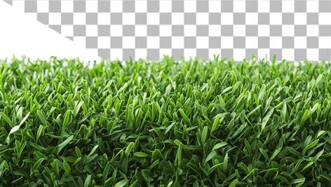 دانلود فایل PNG چمن دوربری شده و بدون بک‌ گراند | عکس استوک چمن برای فتوشاپ و معماری