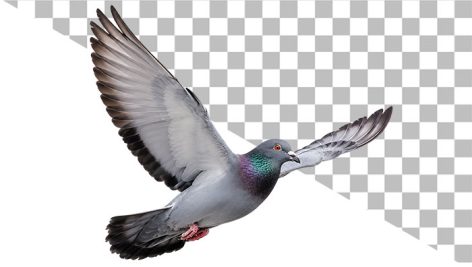 دانلود PNG کبوتر چاهی در حال پرواز | تصویر کبوتر دوربری‌ شده