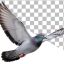 دانلود PNG کبوتر چاهی در حال پرواز | تصویر کبوتر دوربری‌ شده